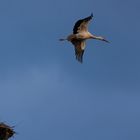 Storch im Flug über das Nest