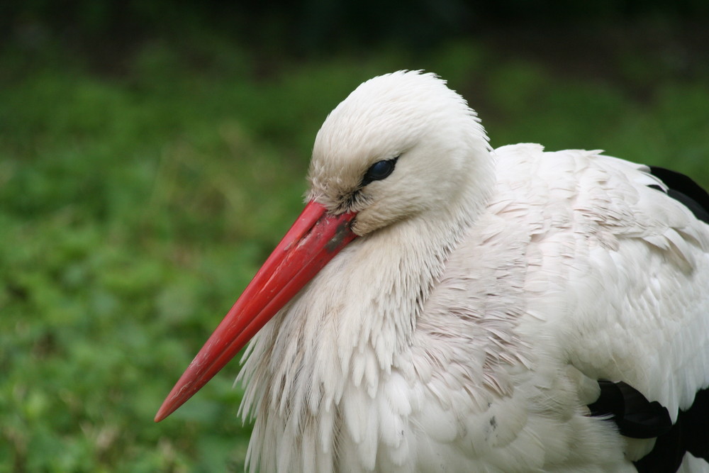 Storch im Frankfurter Zoo