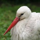 Storch im Frankfurter Zoo