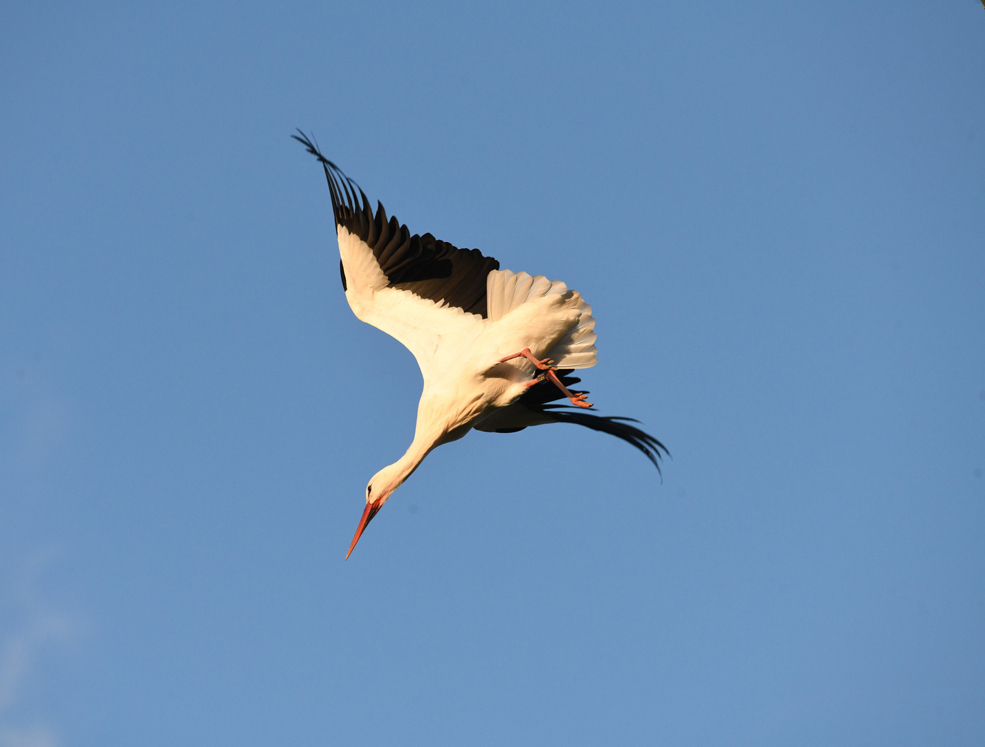 Storch im freien Flug