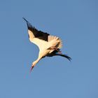 Storch im freien Flug