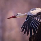 Storch im Frühling