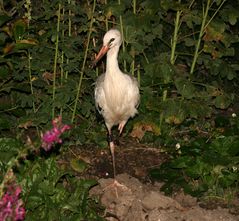 Storch im Garten