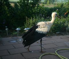 Storch im Garten (II)