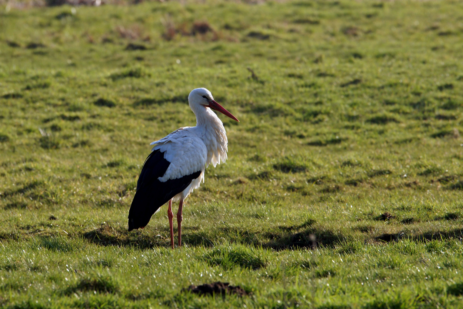 Storch im Gegenlicht.