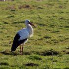 Storch im Gegenlicht.