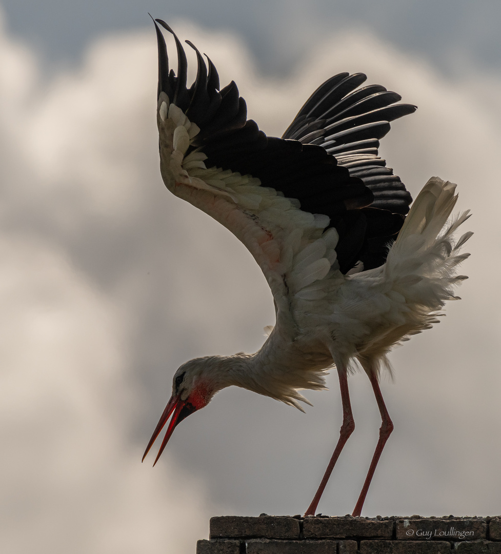 Storch im Gegenlicht