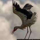 Storch im Gegenlicht