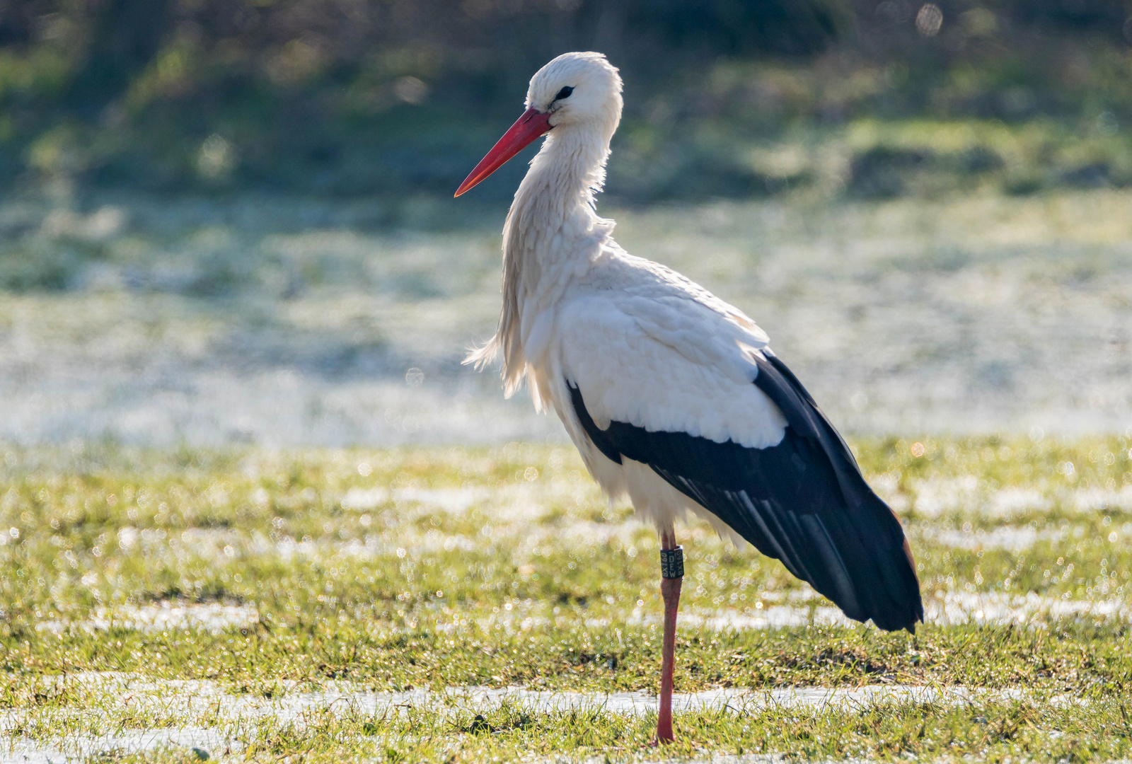 Storch im Gegenlicht