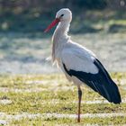 Storch im Gegenlicht