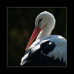 Storch im Gegenlicht