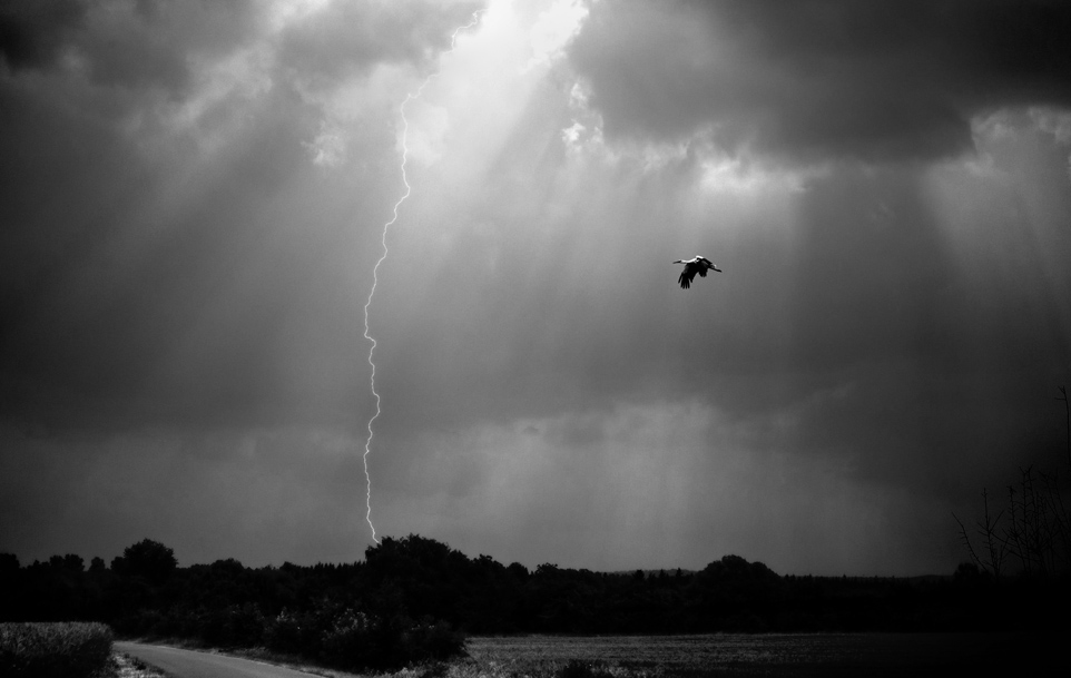 Storch im Gewitter