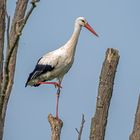 Storch im Gleichgewicht