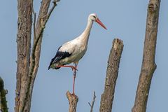 Storch im Gleichgewicht