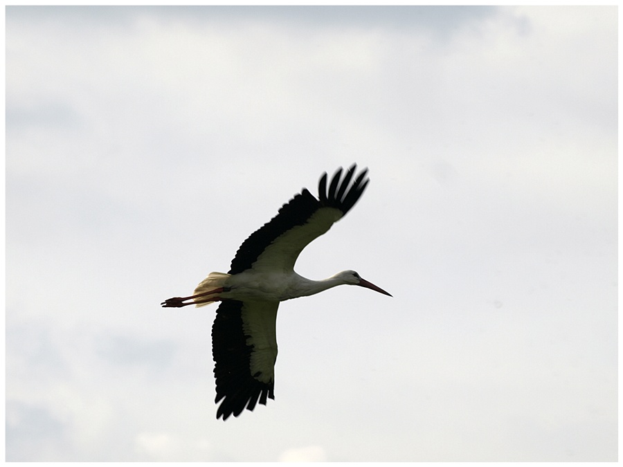 Storch im Gleitflug