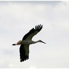 Storch im Gleitflug