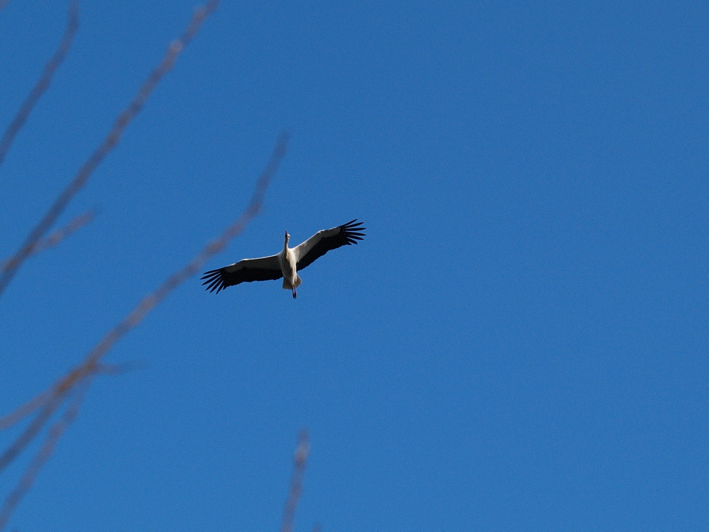 Storch im Gleitflug