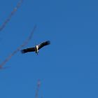 Storch im Gleitflug