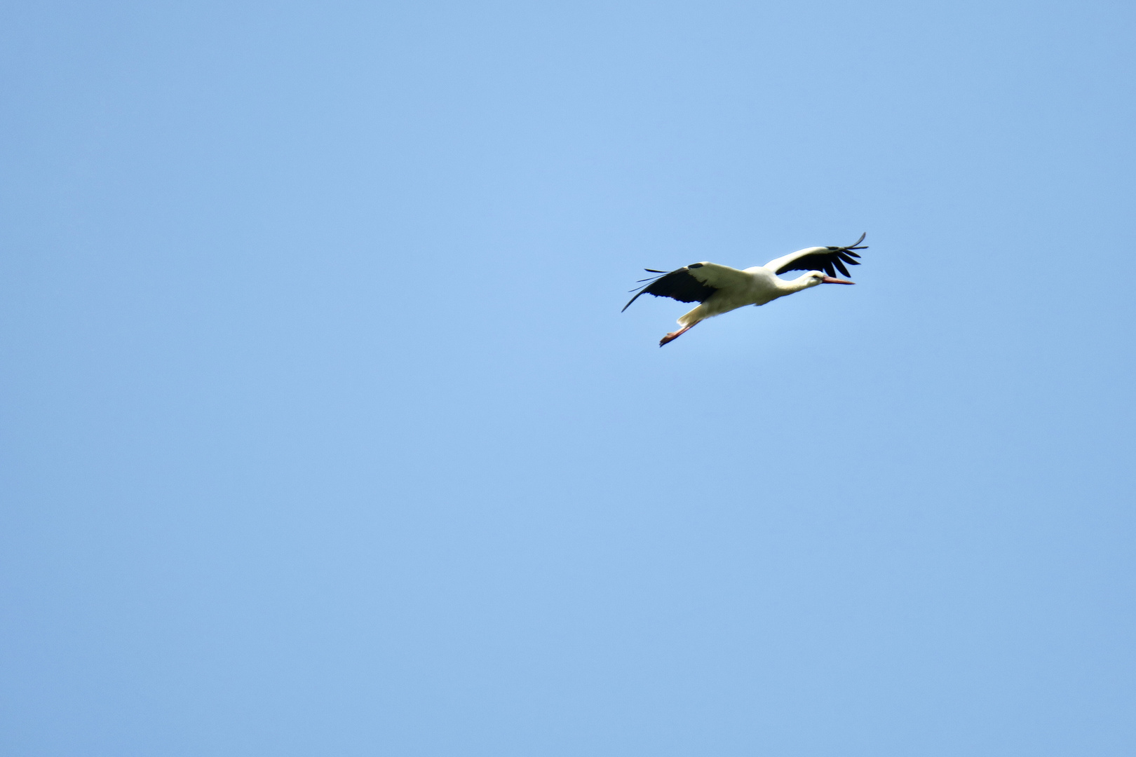 Storch im Gleitflug