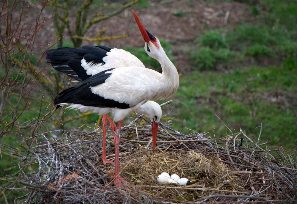 Storch im Glück