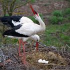 Storch im Glück