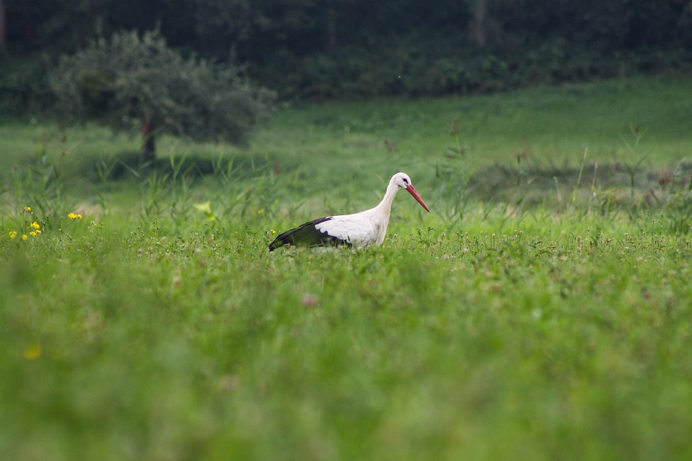 Storch im Gras