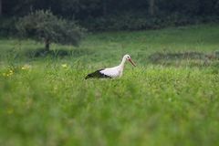 Storch im Gras