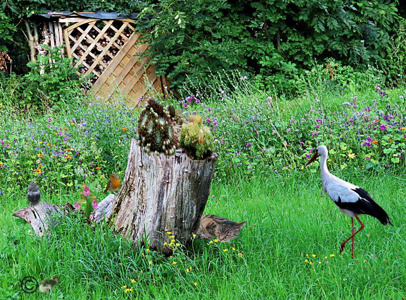 Storch im Grünen