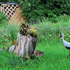 Storch im Grünen