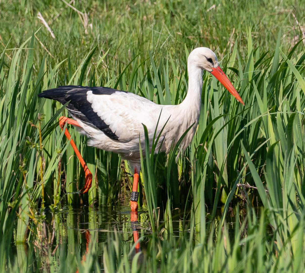 Storch im Hervester Bruch