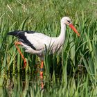 Storch im Hervester Bruch