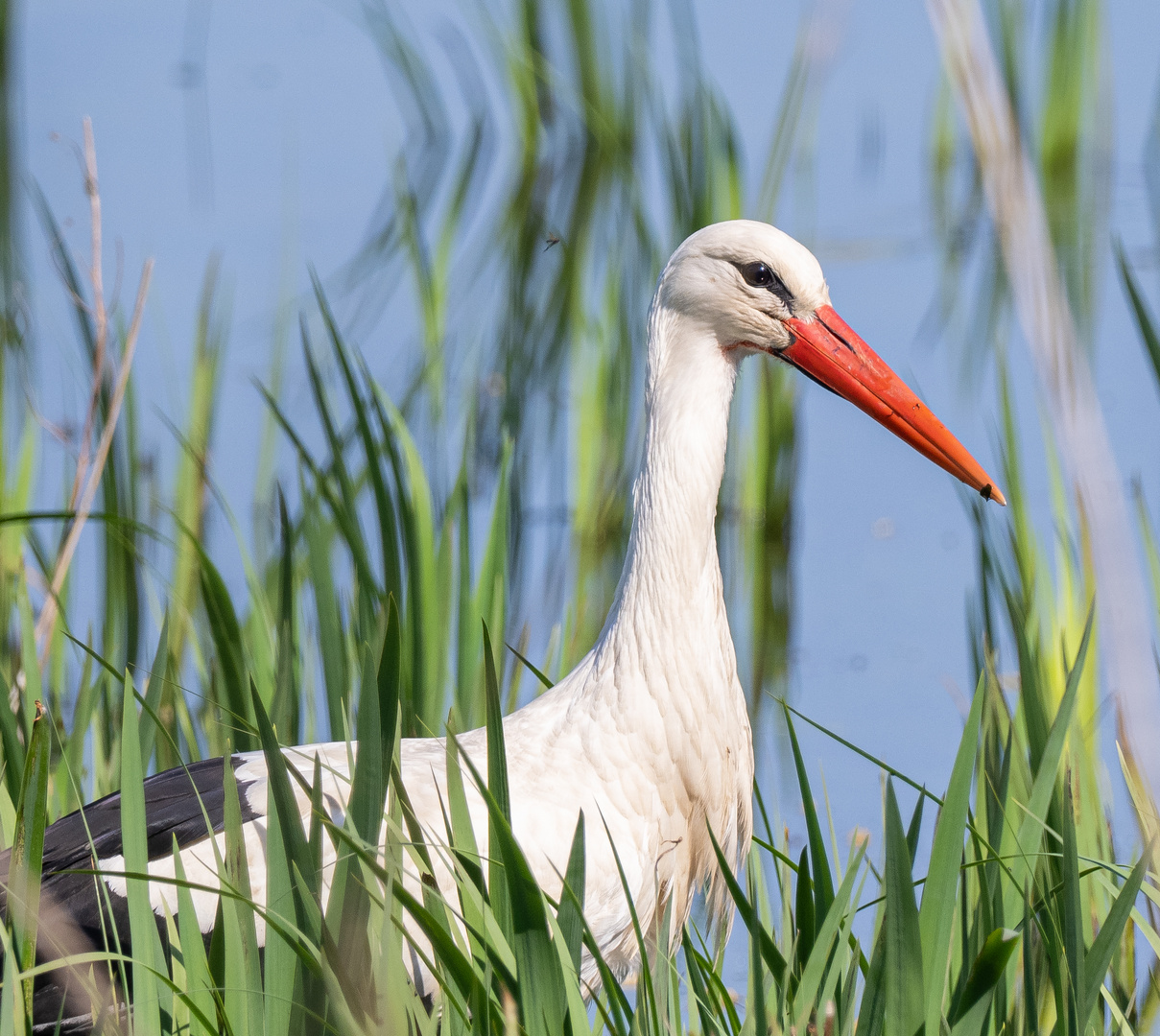 Storch im Hervester Bruch