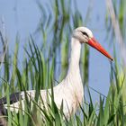 Storch im Hervester Bruch