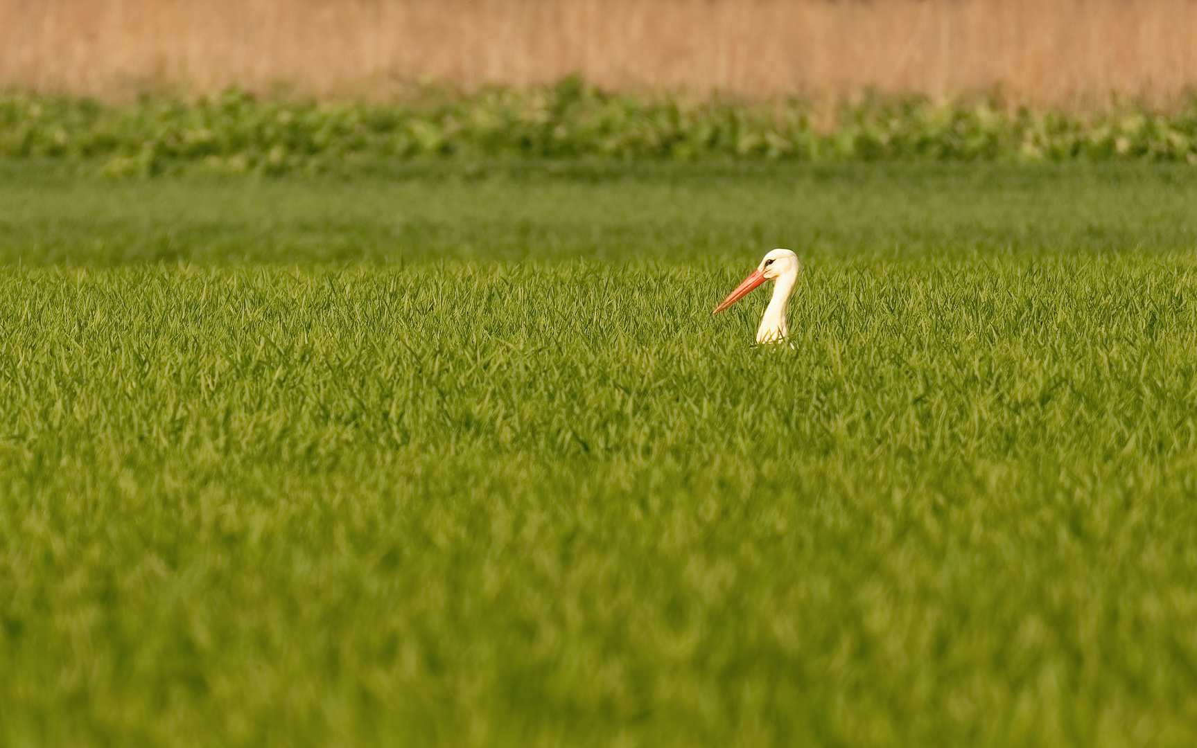 Storch im hohen Gras