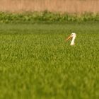 Storch im hohen Gras