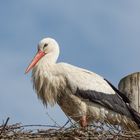 Storch im Horst 1