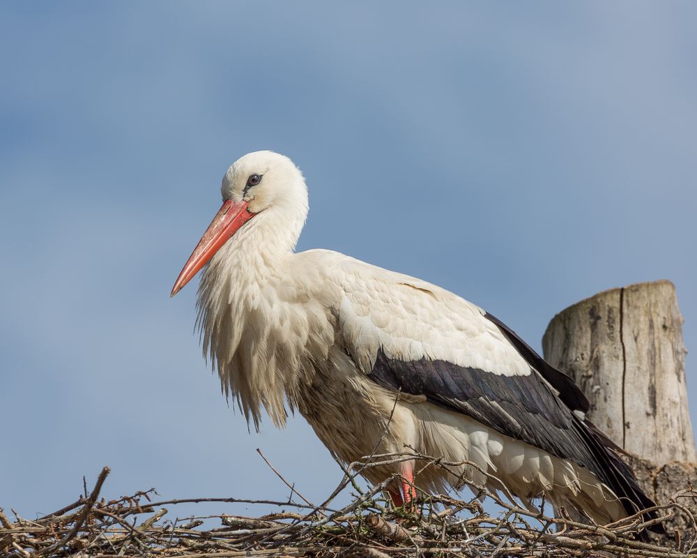 Storch im Horst 1