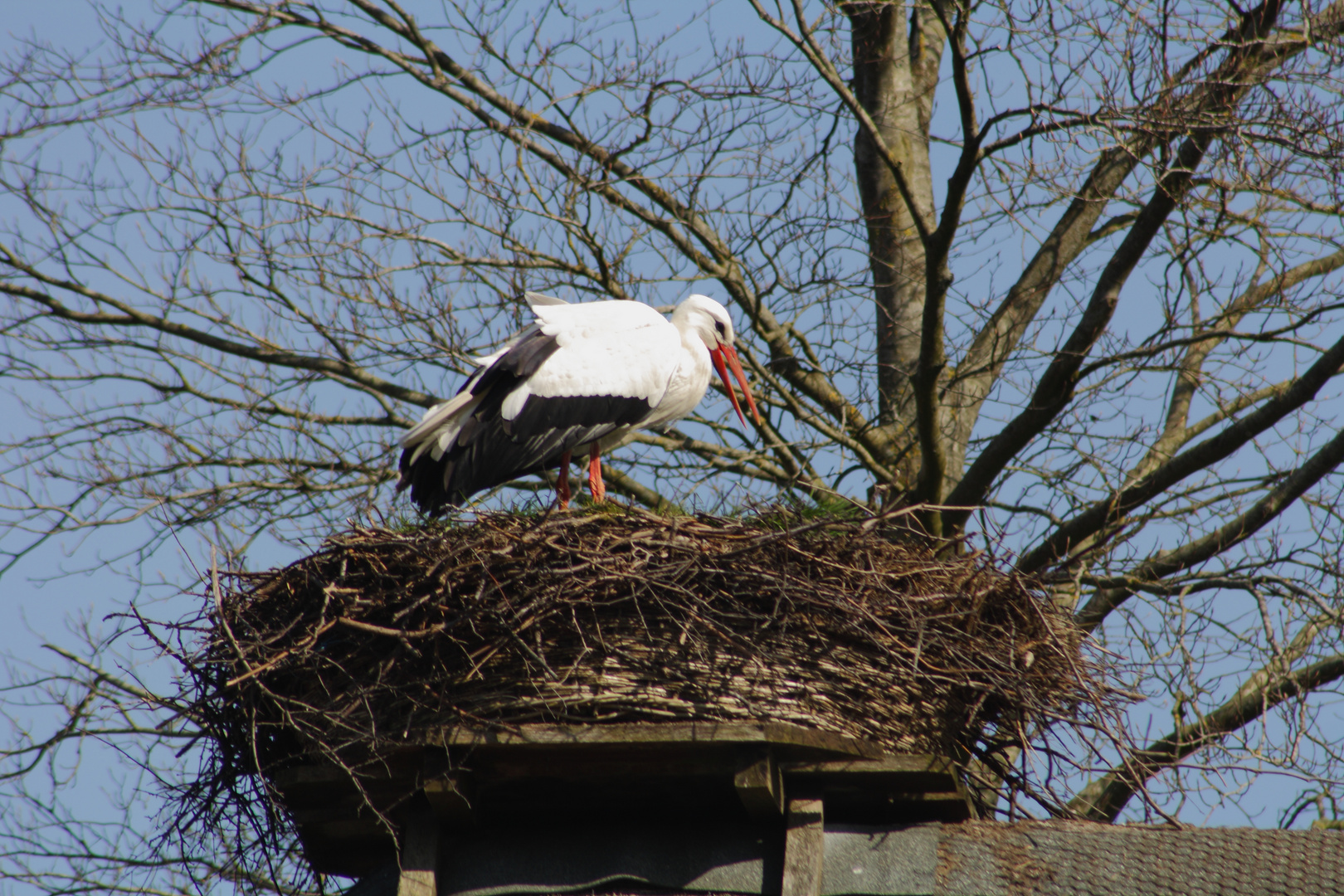 Storch im Horst