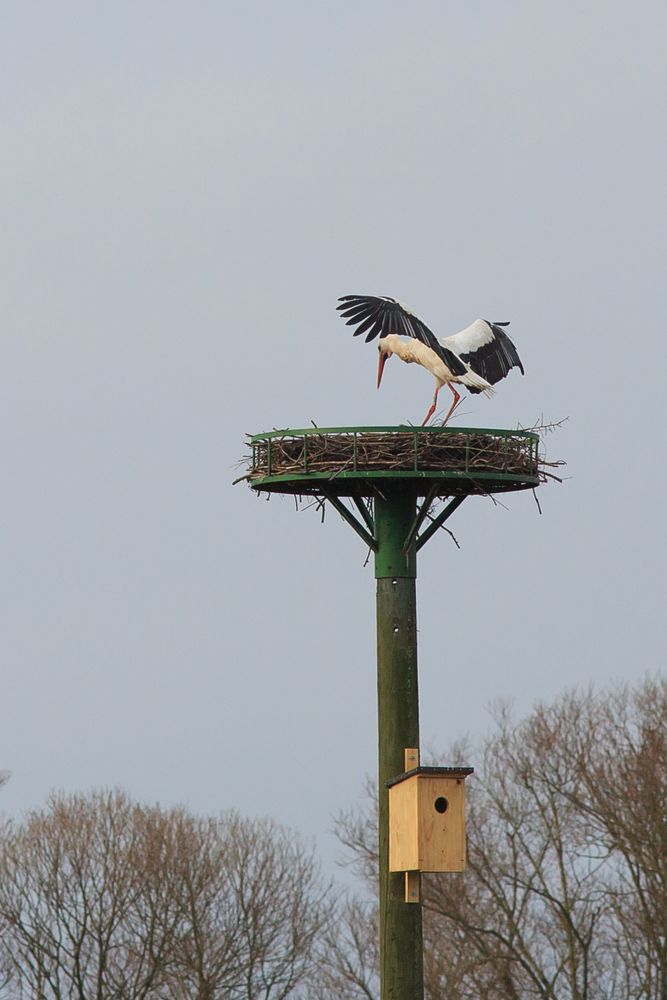 Storch im Horst