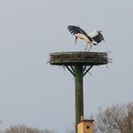 Storch im Horst