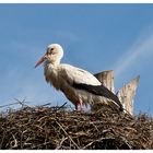 Storch im Horst...