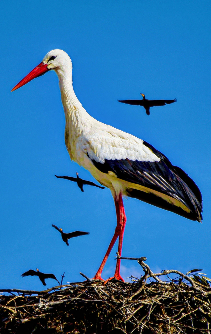 storch im horst mit Cormoranen