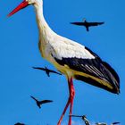 storch im horst mit Cormoranen