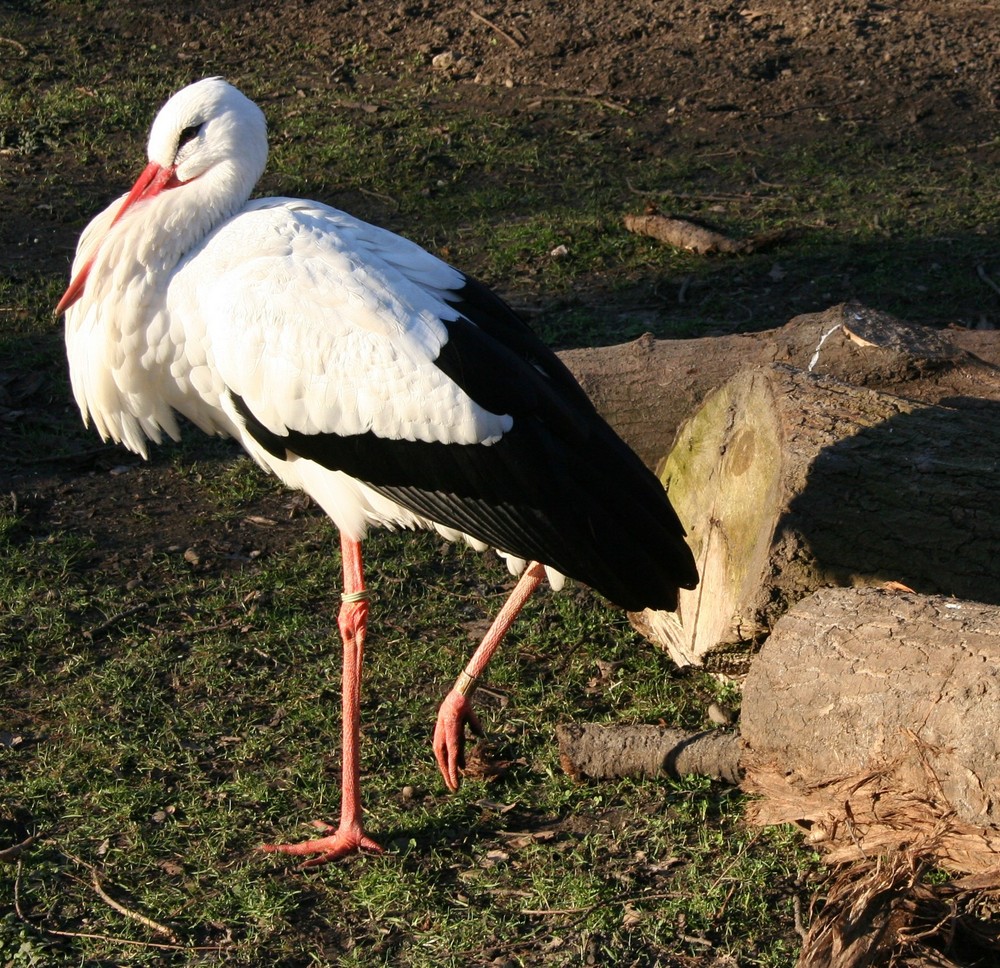 Storch im Kaisergarten