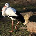 Storch im Kaisergarten