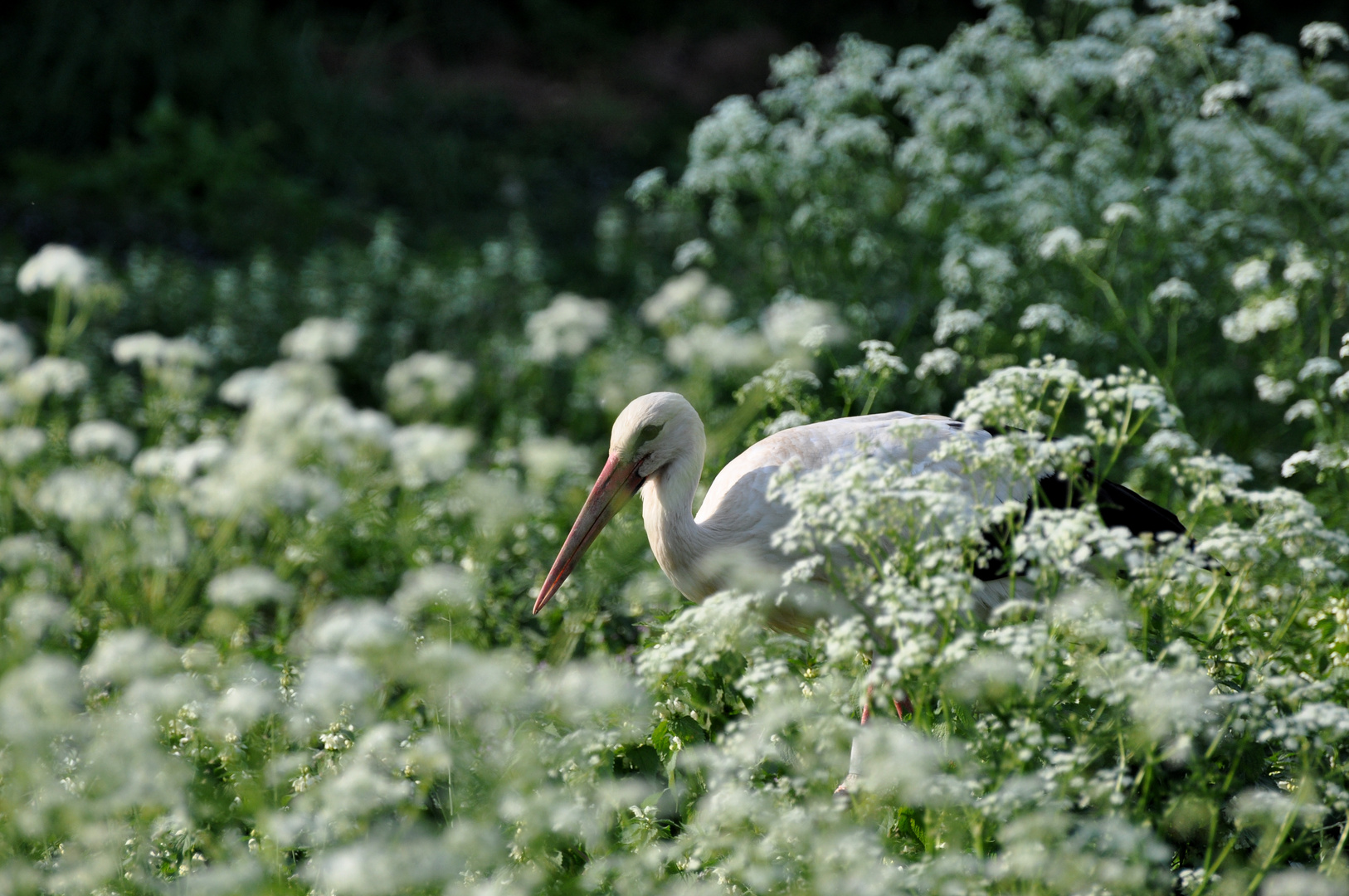 Storch im Kerbel