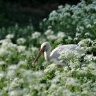 Storch im Kerbel