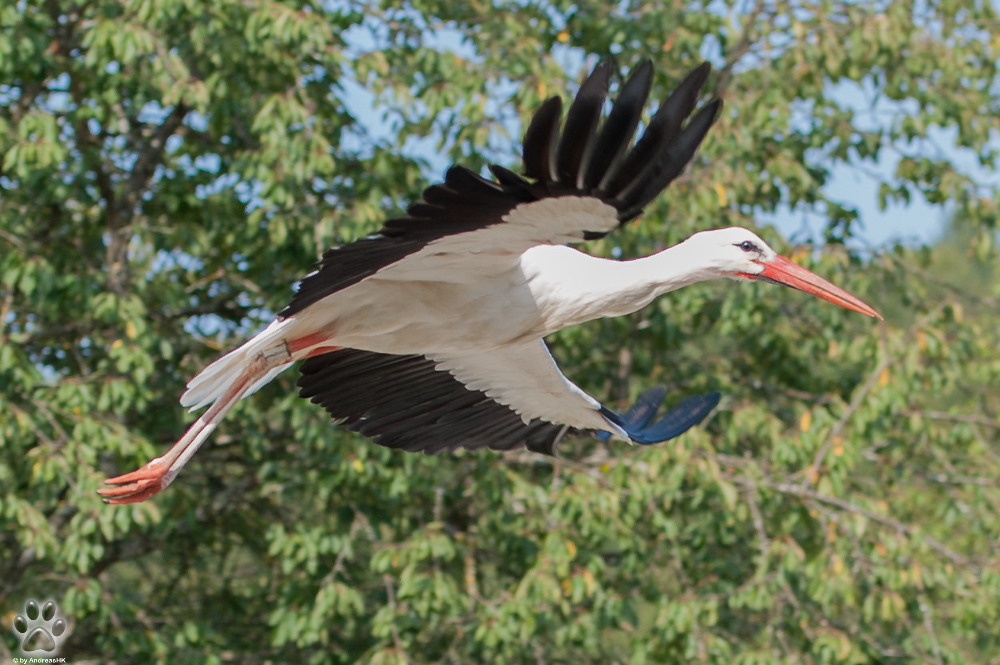 Storch im knappen Überflug