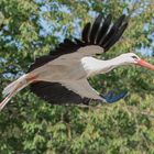 Storch im knappen Überflug