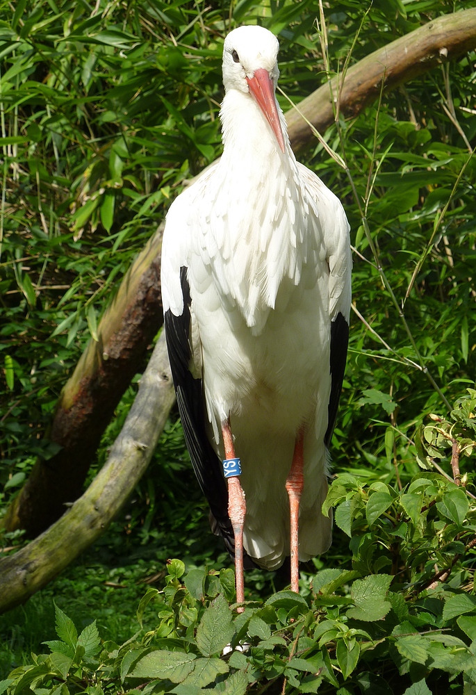 Storch im Kölner Zoo